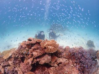 魚の乱舞の中でダイビングできます!