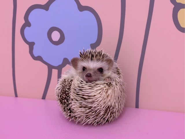 ハリネズミくん