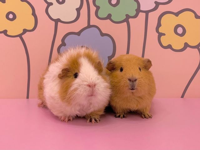 モルモットちゃん