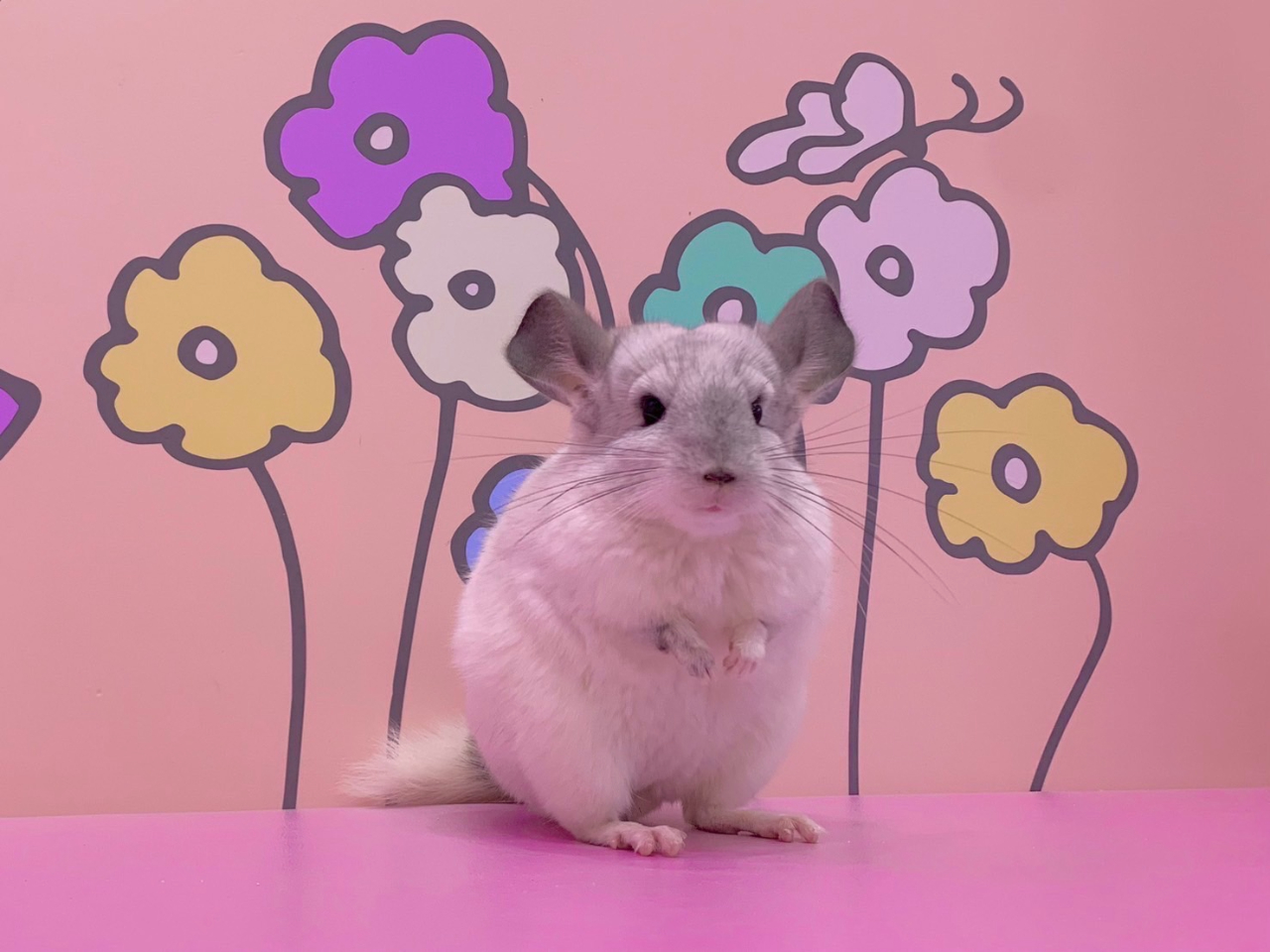 チンチラちゃん