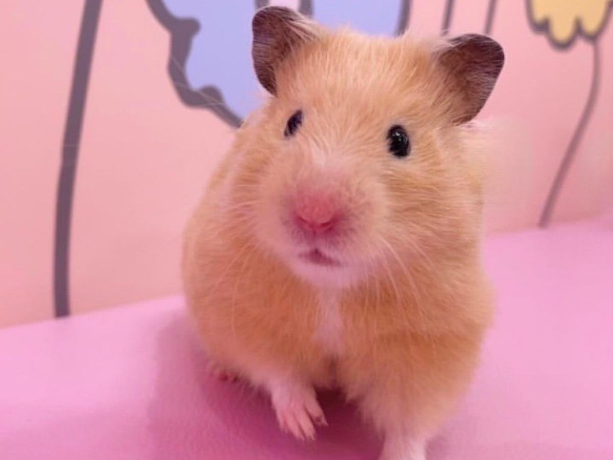 ハムスターくん