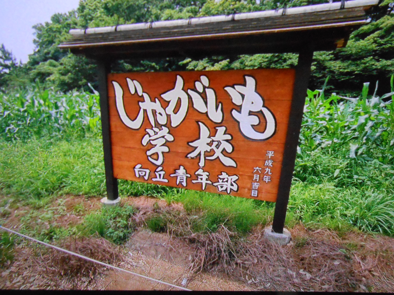 【川崎×キャベブロ栽培体験】9月27日（土）スタート！！キャベブロ栽培体験に参加...