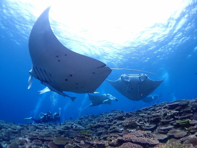 経験者も初心者も1ランク上のダイビングへお連れします!