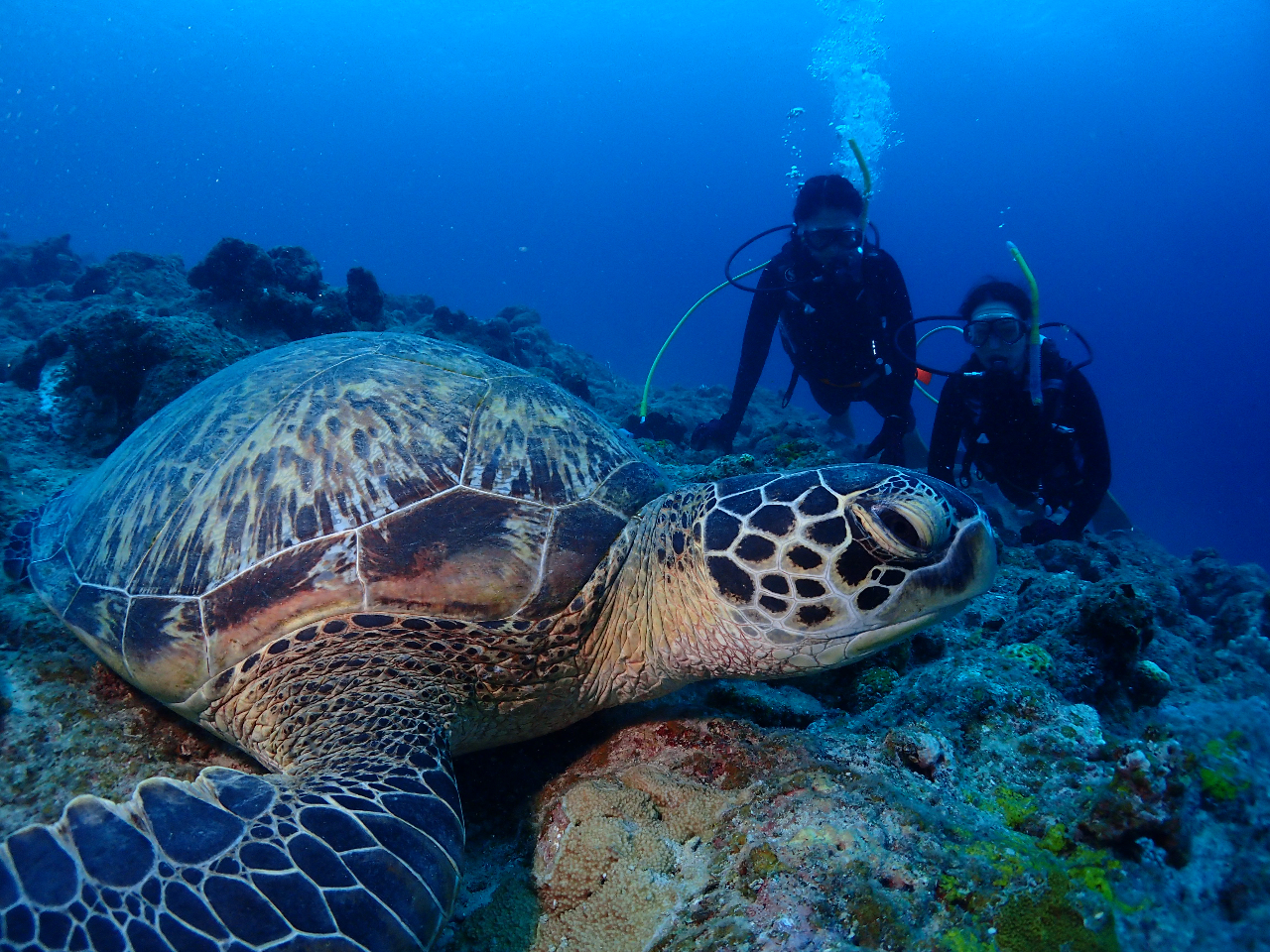 ウミガメとも最接近できます♪