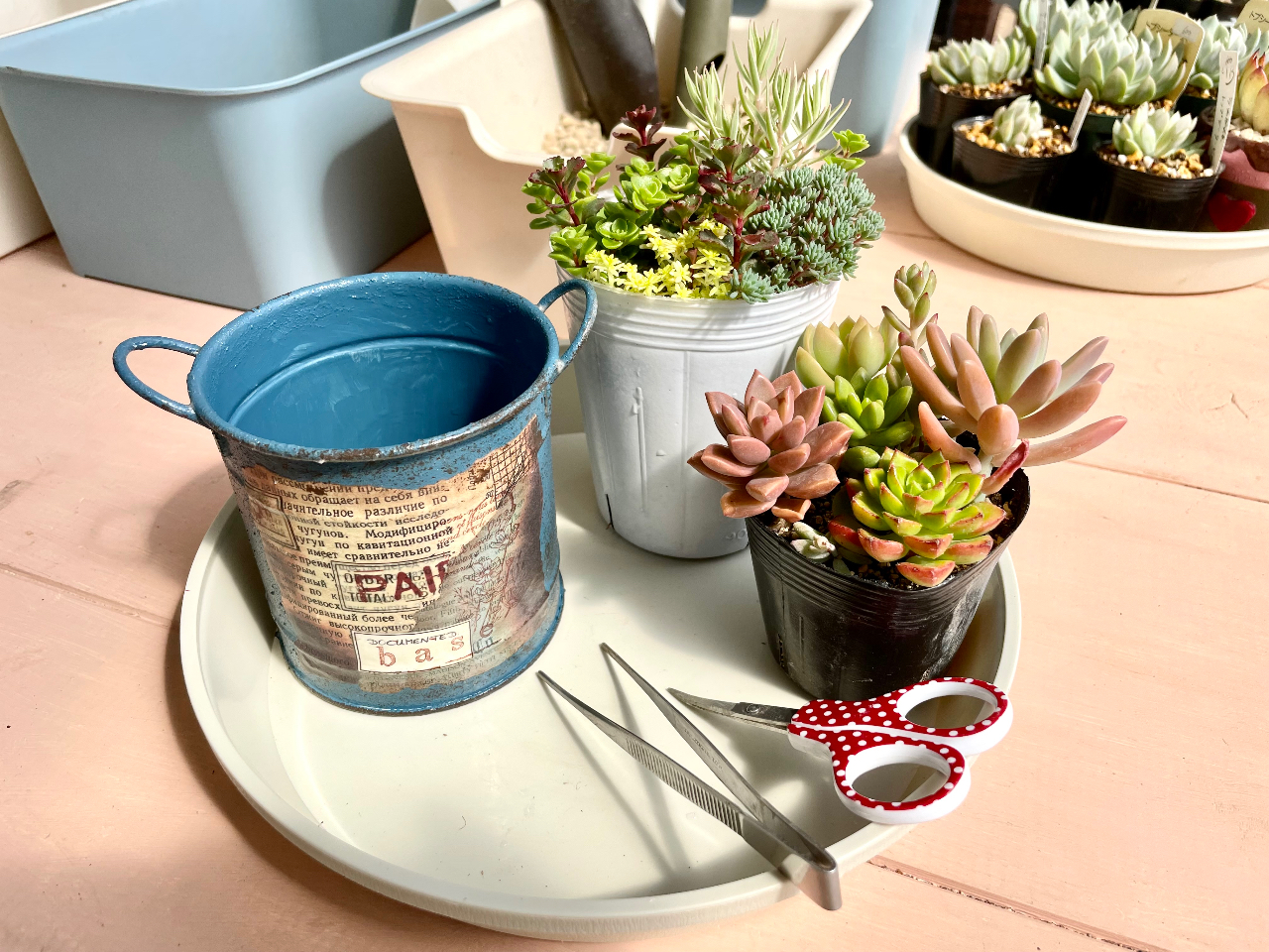 寄せ植え体験セットの一例です。