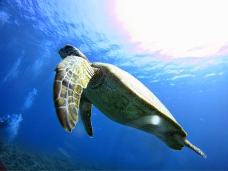 ウミガメにも会えるかも!