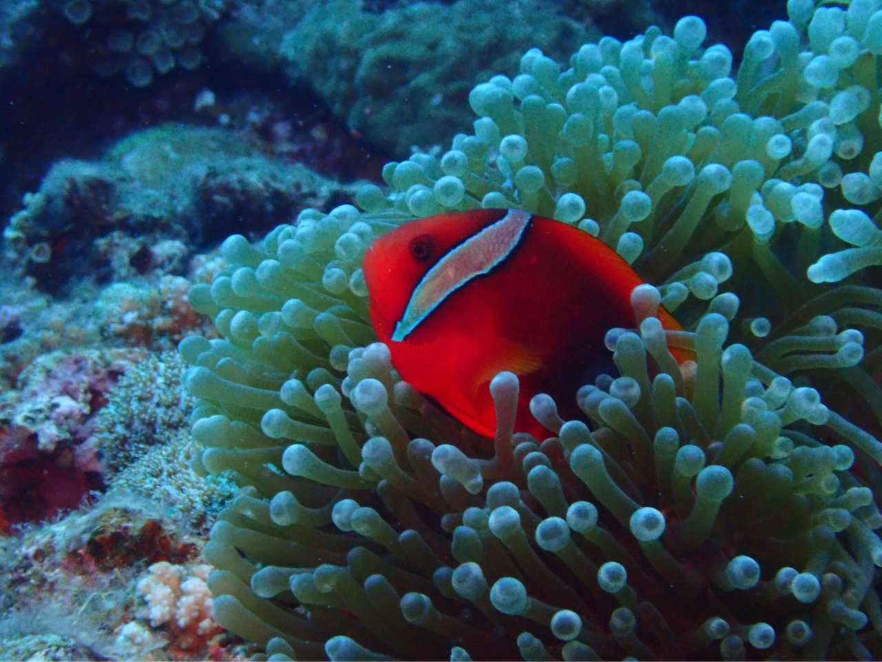 �X�m�[�P��