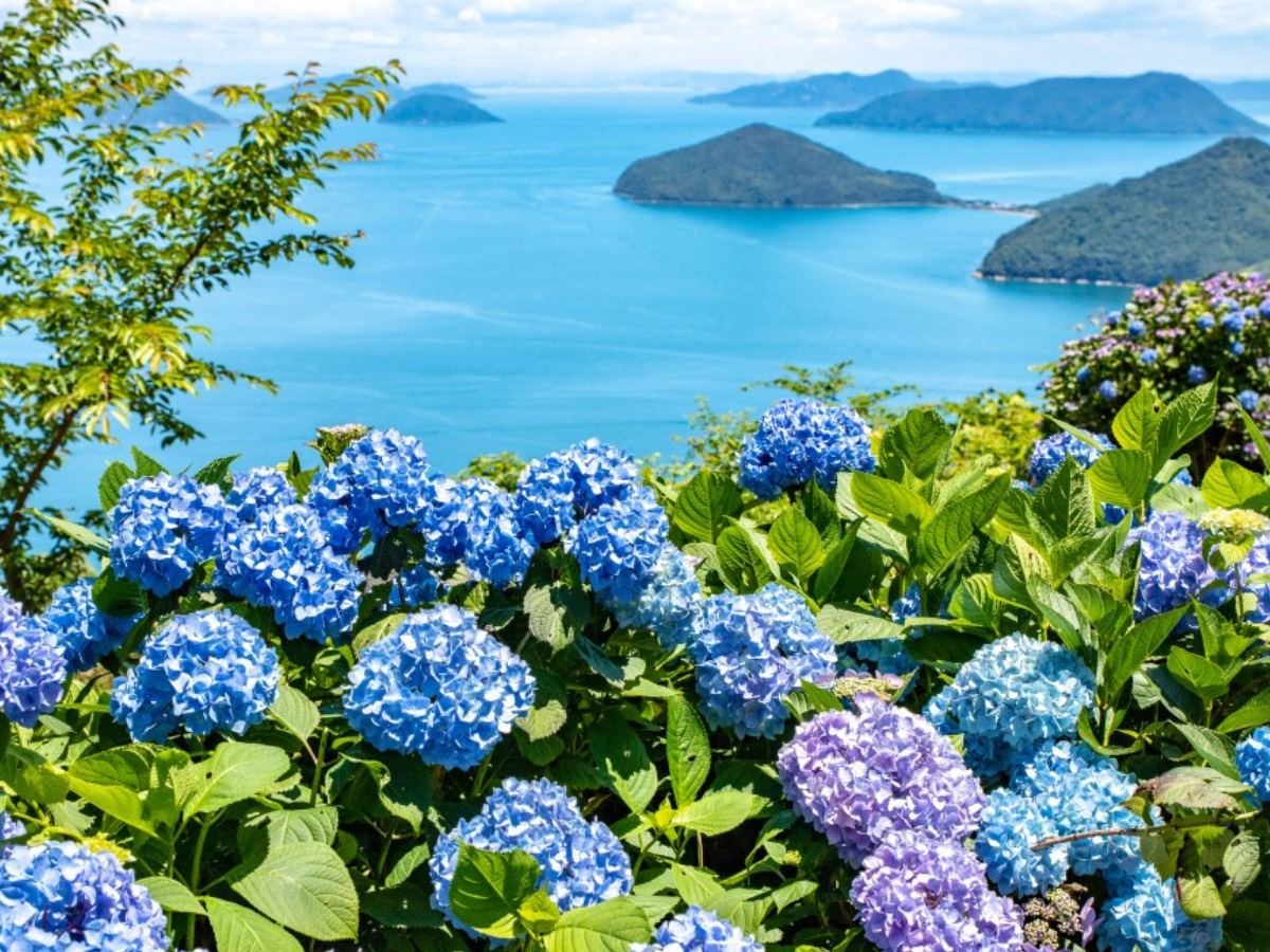 ẴAWTC߁B 6{`7{ɂĎzԂʂ܂BOԐ˓CƎzԂD萬̐i͕KłB