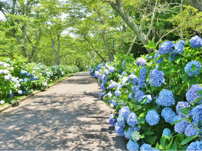 ΂č⓹oƑl̔w𒴂鎇zԃ[hB _oR̎zԂ͐Fœꂳꂽ200̎zԃ[hƂĂfGłB