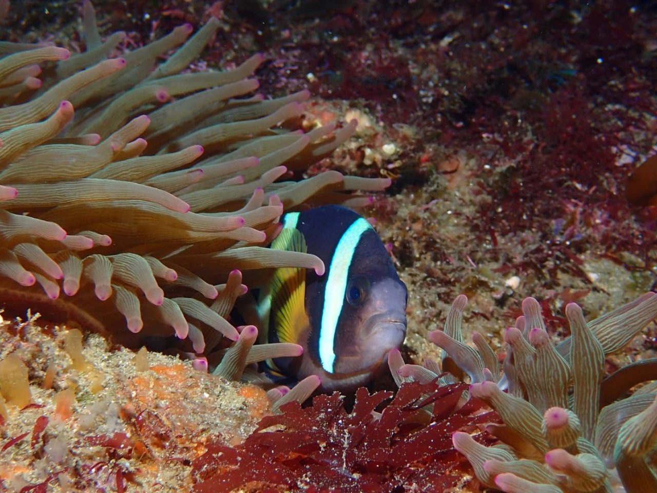 THE WIND DROPS�̎ʐ^3