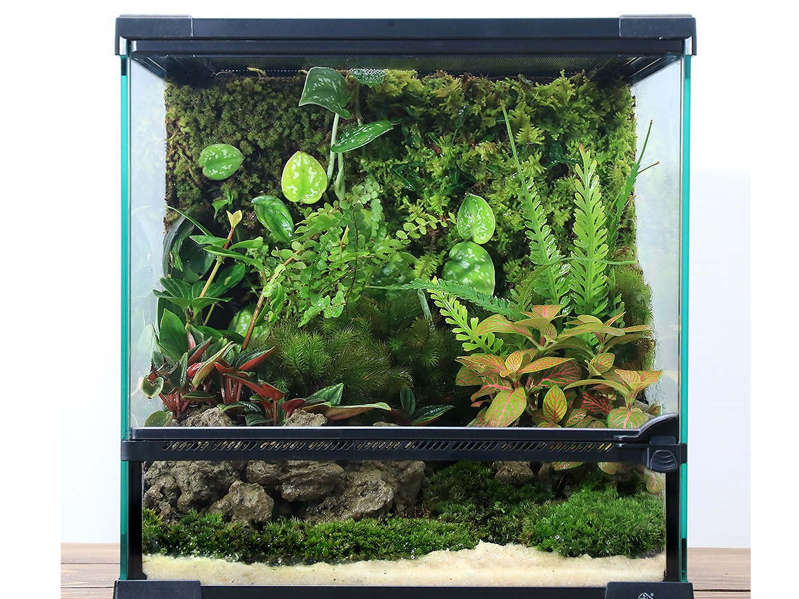 小型の両生類・爬虫類】 ケージレイアウト ワークショップ/チャーム  