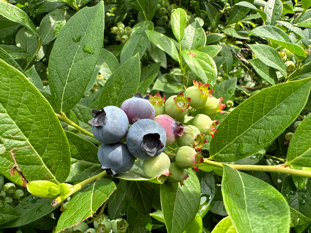 ブルーベリーさん専用 ◇Delcy ブルーベリー 180g×12個 メーカー直送 クール便 ▽返品