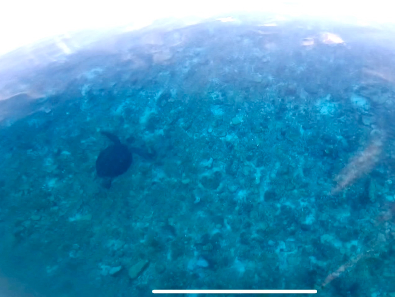 運が良ければウミガメに遭遇できるかも!