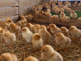 育雛箱(いくすうばこ)の中で、元気に走り回るひよこ達。下には藁が敷き詰められています。この中で28日間、冷暖房は行わず、自然とひよこ達の力だけを頼りに育みます。