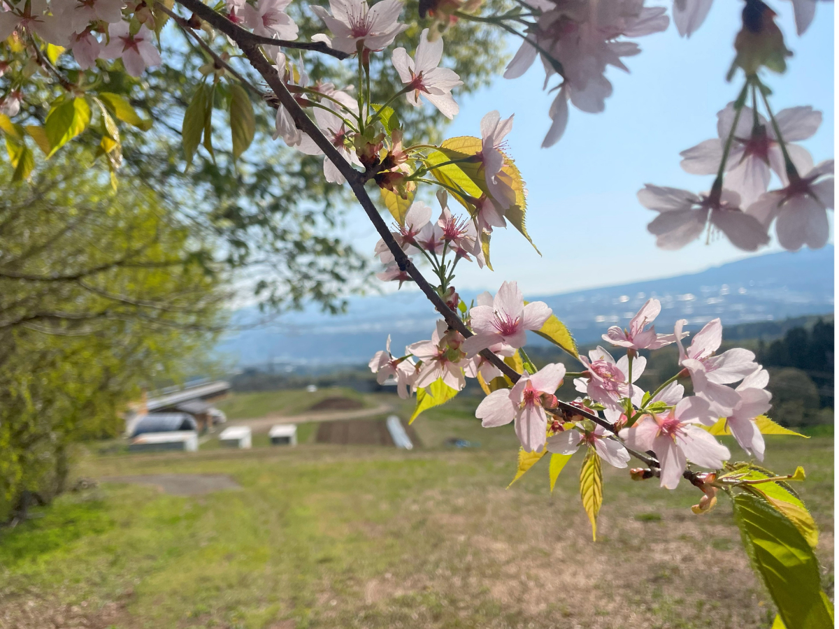 �_��Ɏ�������R�����炫�ւ�l���̕��i�B�����ԏ�R�̂�����܂Ō��n���鍂��ŁA�t�̂��炩�Ȍ��Ɛ��񂾋�C�ɕ�܂�鉸�₩�ȂЂƂƂ����L����܂��B