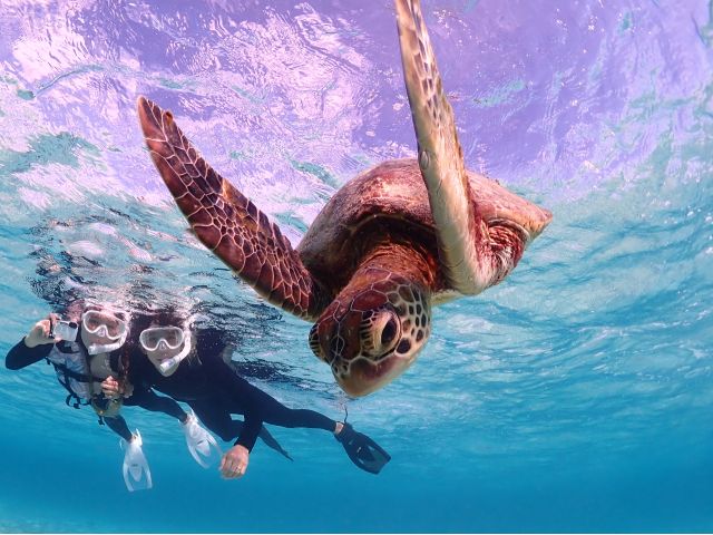 ウミガメと接近ショットも可能です♪