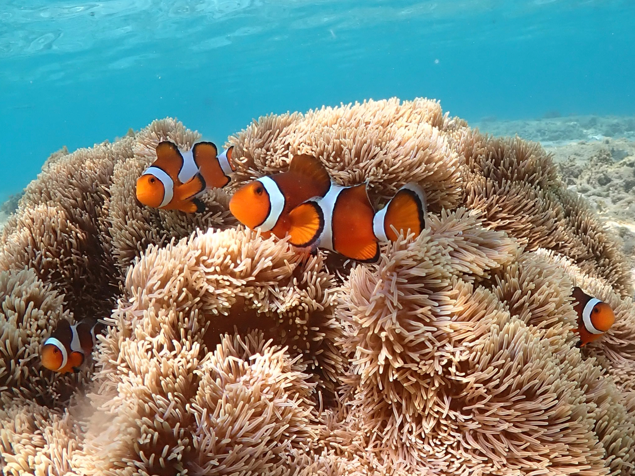 大人気のカクレクマノミも♪