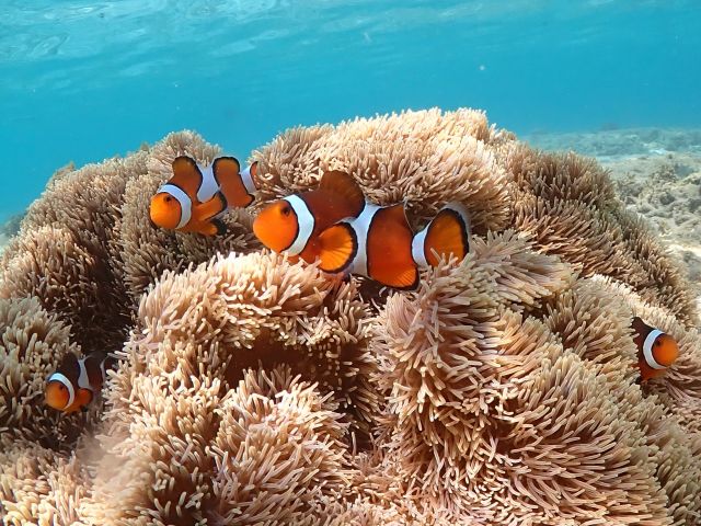 大人気のカクレクマノミも♪