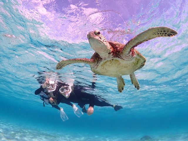 ウミガメのお腹ショット!!!