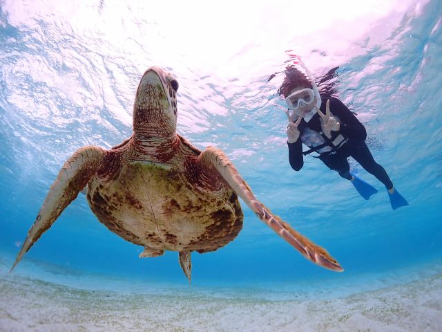 ウミガメと接近ショットも可能です♪