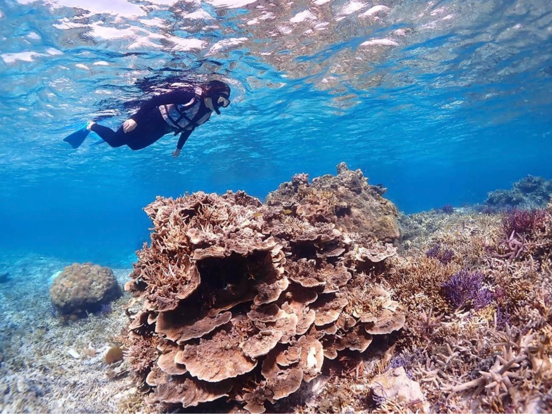 ウミガメだけじゃない!色とりどりの海中世界を体験できます!