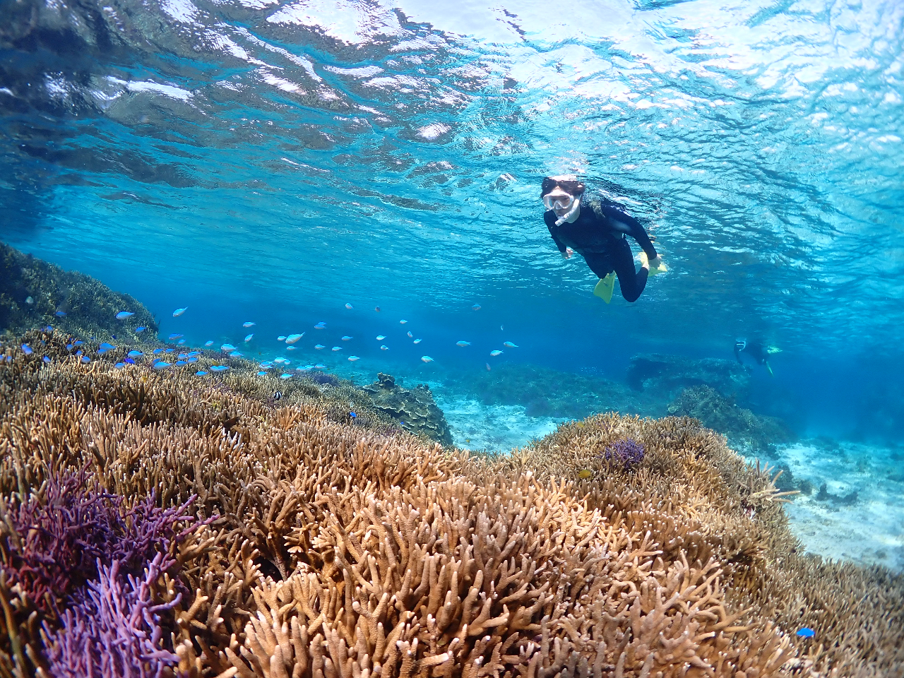 たくさんの珊瑚と熱帯魚に癒されましょう♪