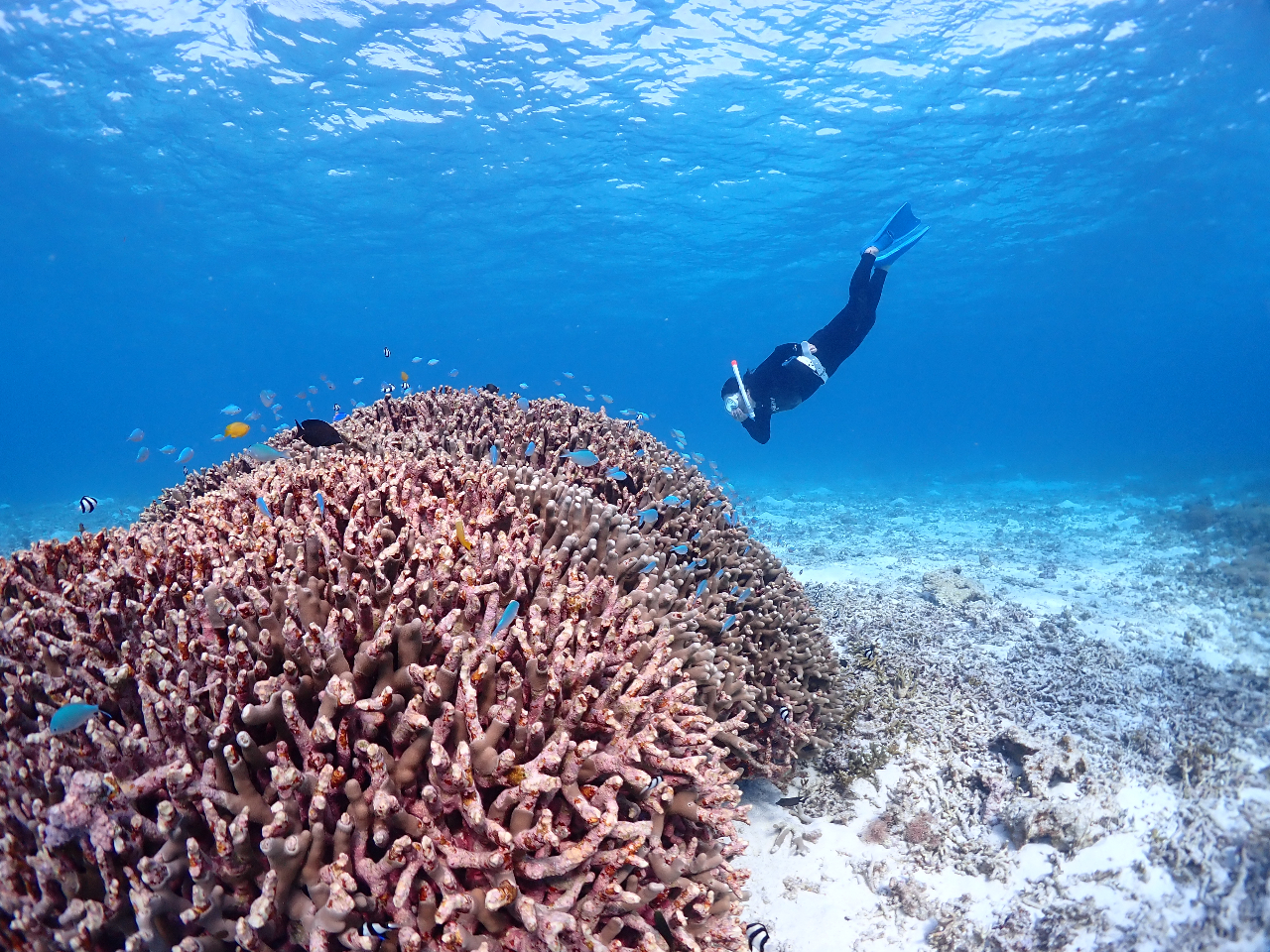 ウミガメだけじゃない!色とりどりの海中世界を体験できます!