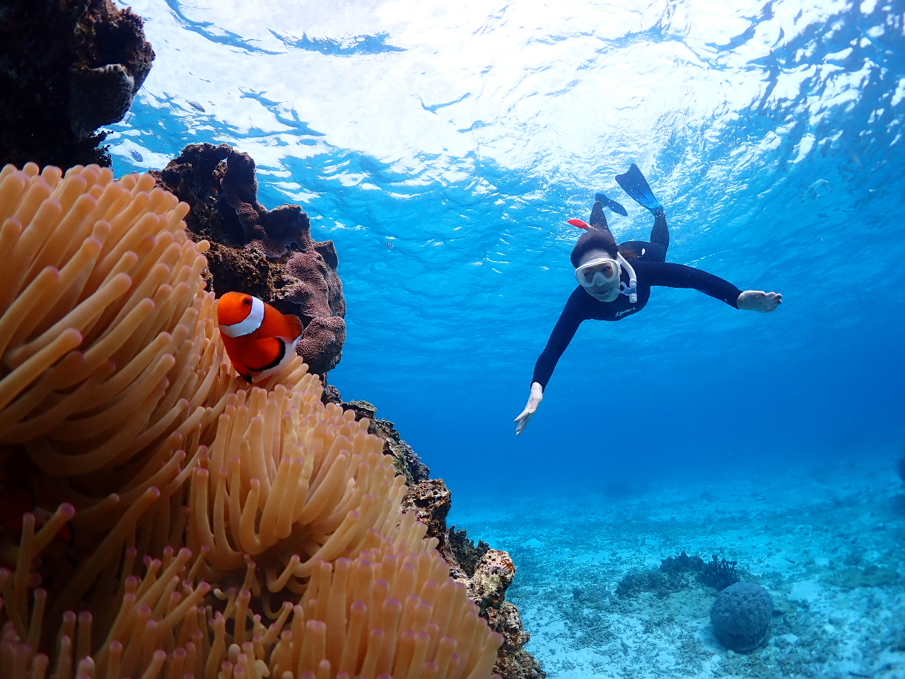 大人気のカクレクマノミも♪