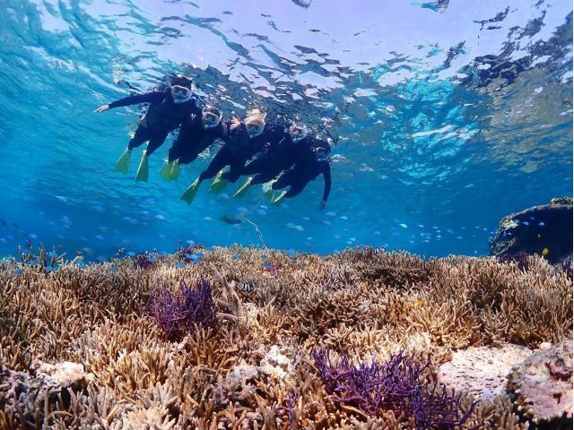 ウミガメだけじゃない!色とりどりの海中世界を体験できます!