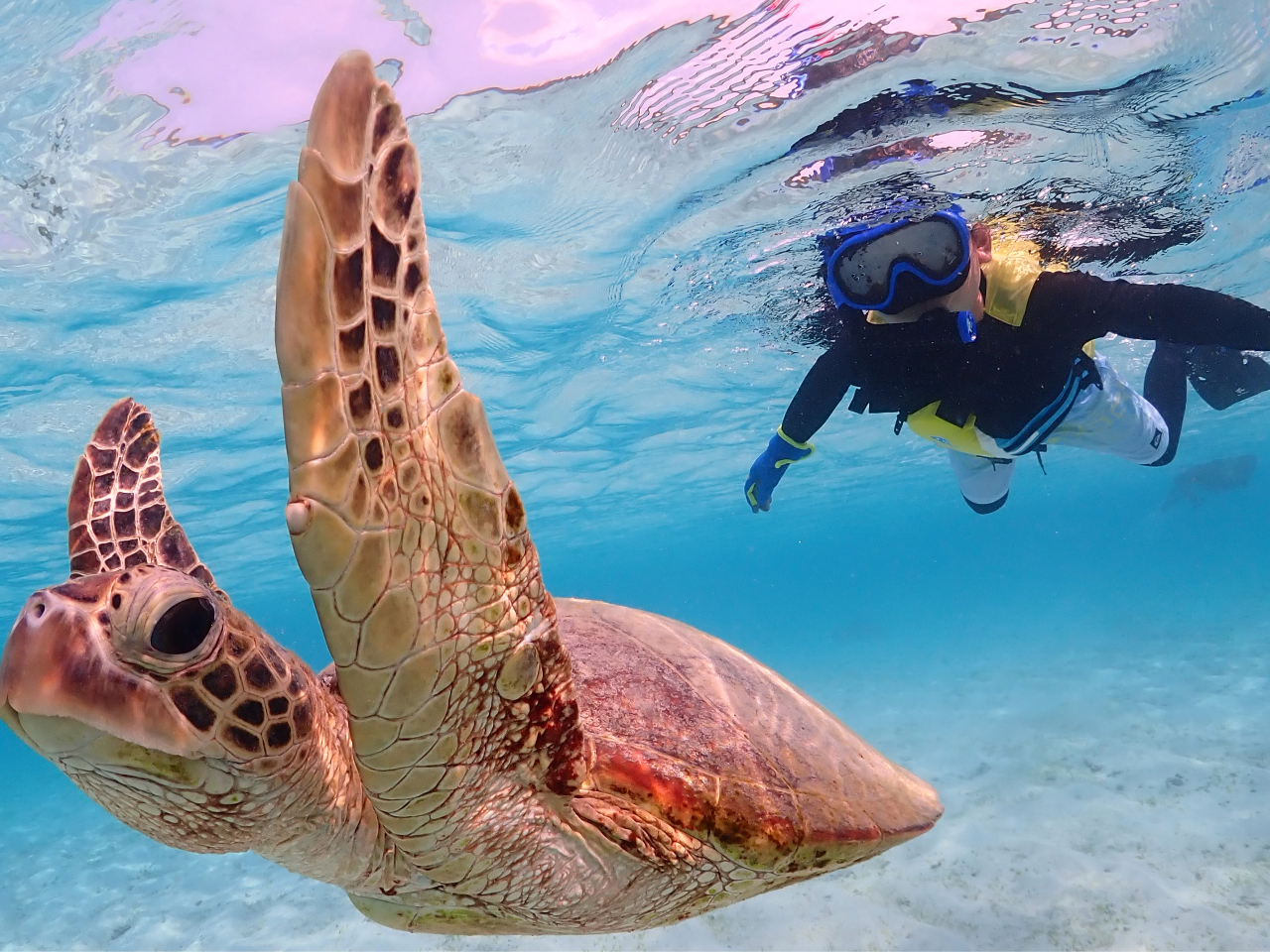 近くでみるウミガメは大迫力!!