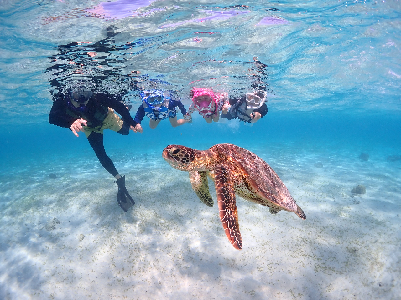 ウミガメと泳ぐ至福の時間♪