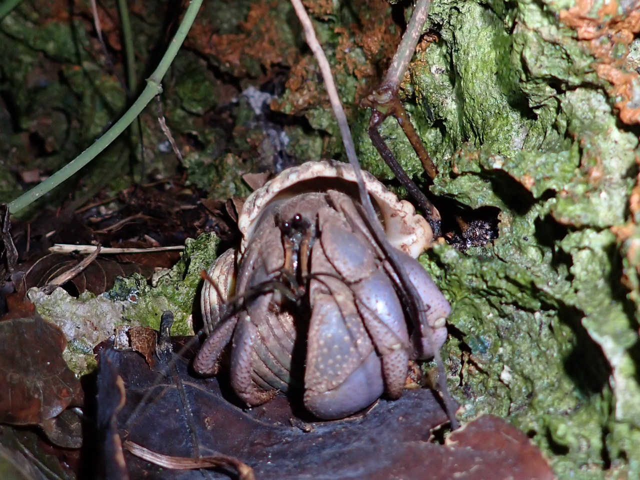 ヤシガニ以外にもたくさんの生き物を見ることができます!