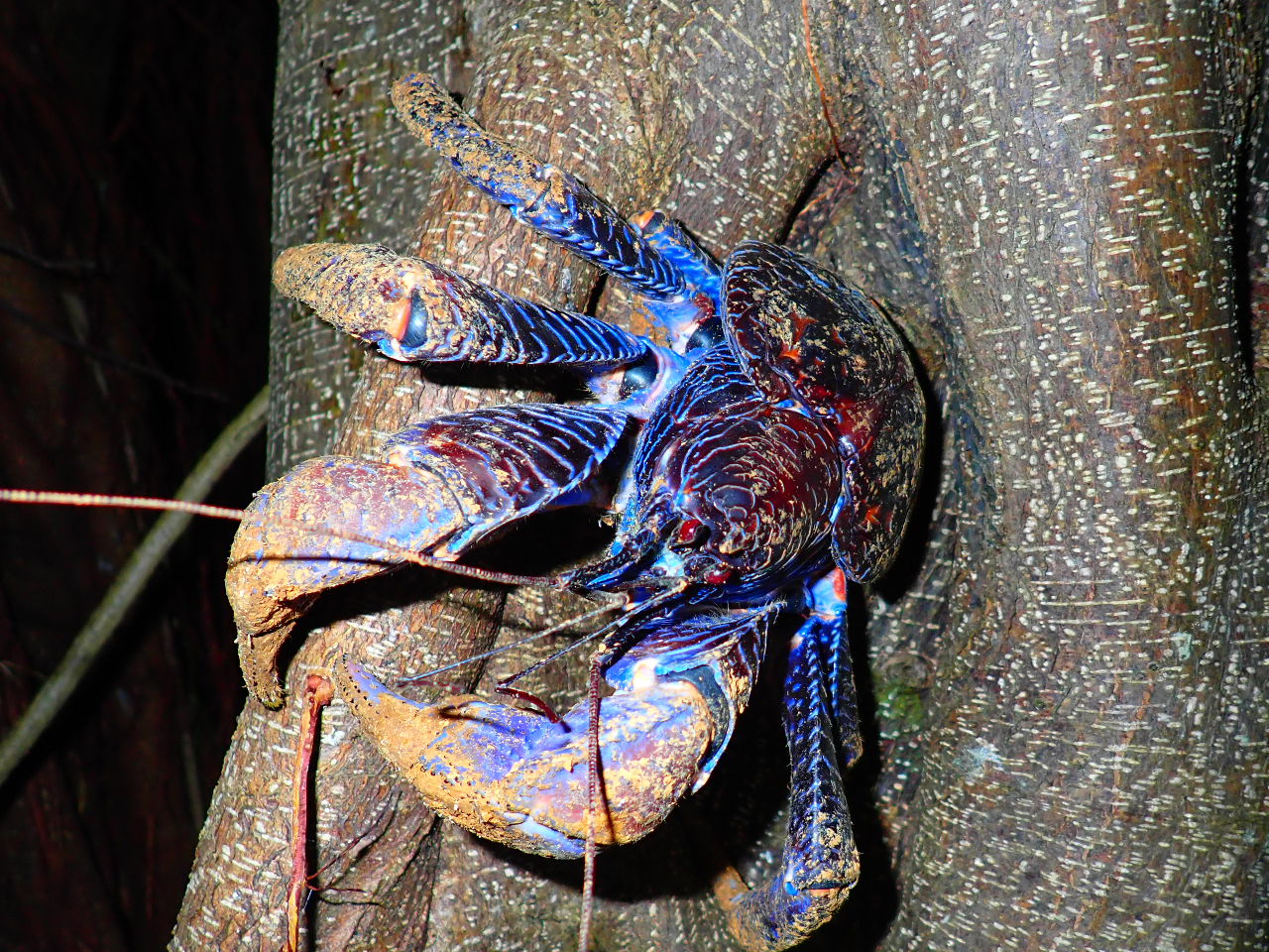 木に登っているヤシガニも!