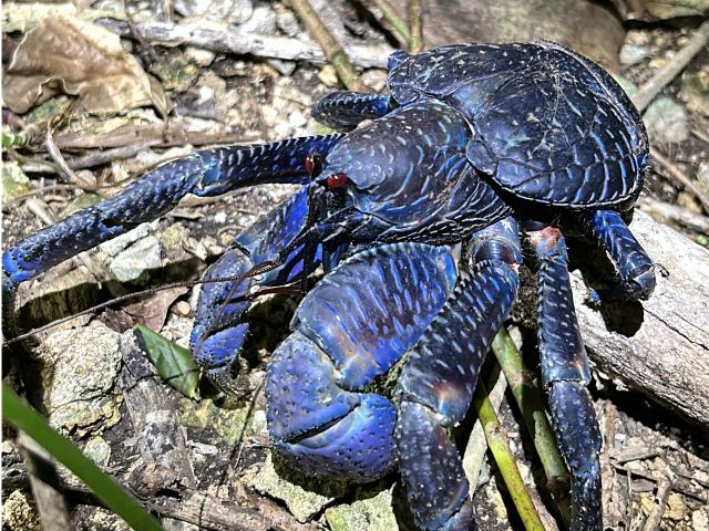人生で一度はみたいヤシガニさん^^