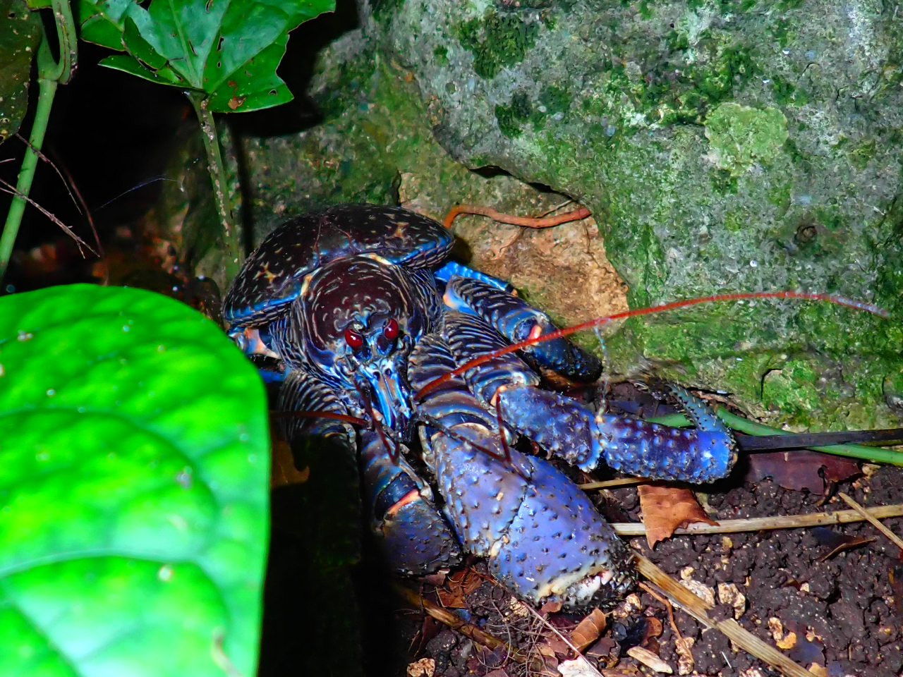 夜の冒険を楽しもう!