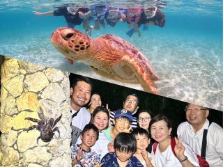 宮古島の生き物大観察!!(ウミガメとヤシガニ)