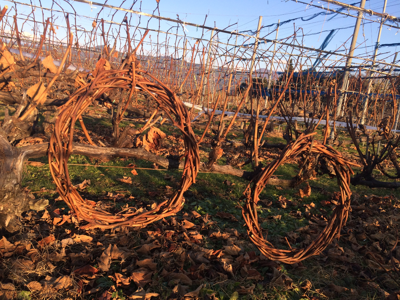 �~�����M�������[��Â��艮�̎ʐ^2