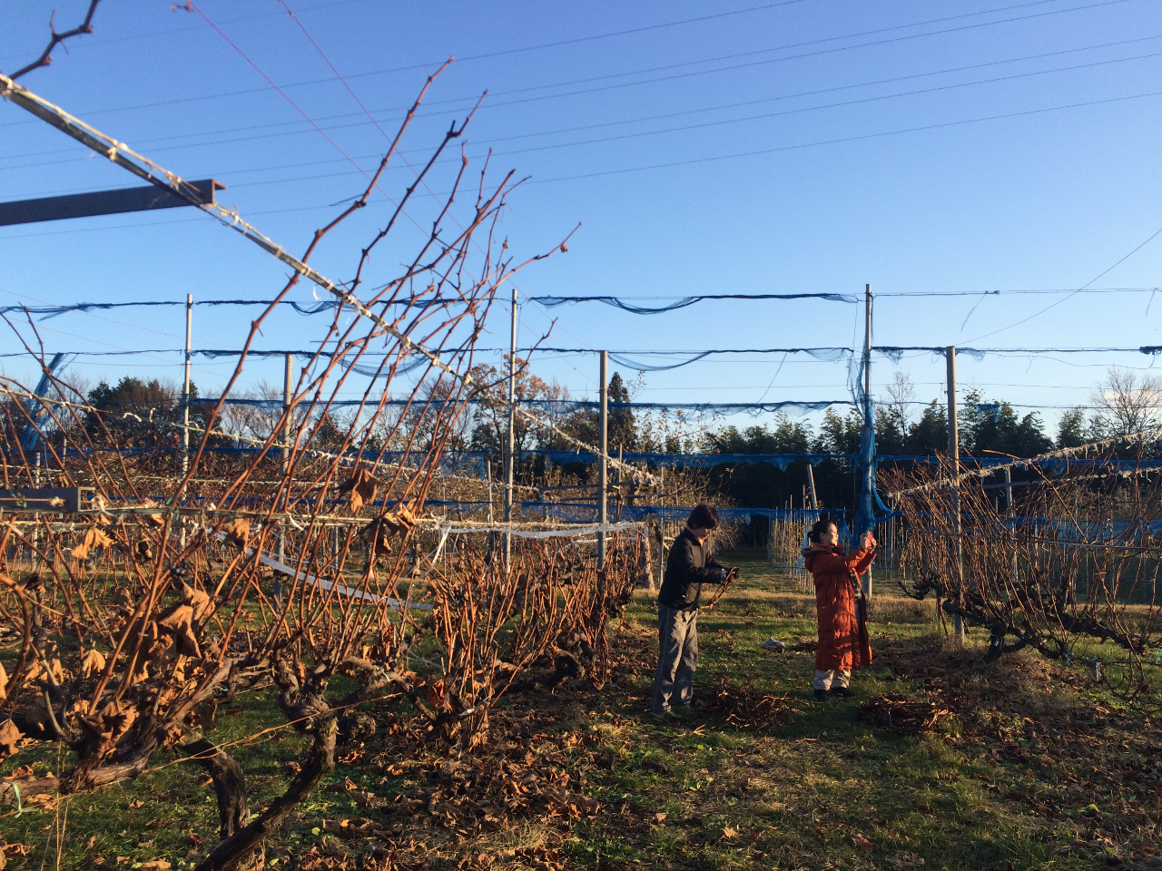 �~�����M�������[��Â��艮�̎ʐ^3