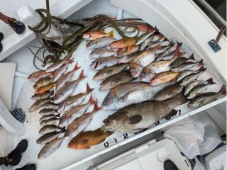 運が良ければ超高級魚!クエまで釣れちゃうかもです!6月お2人様の釣果です!