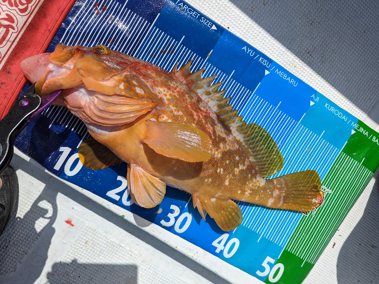 BigTCYȃLWn^܂ŒނꂿႢ܂I