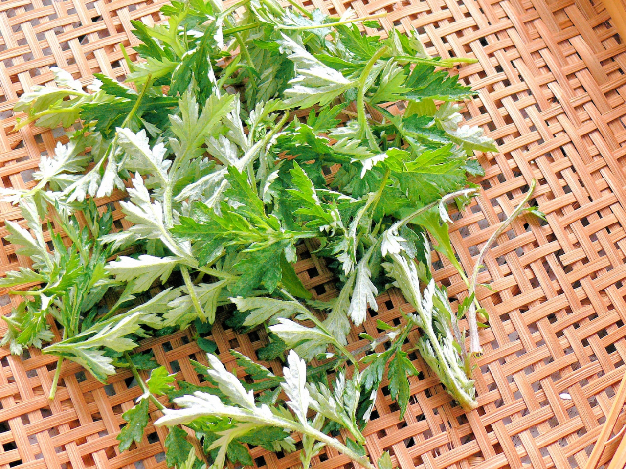 �p�t�E�N�����W�E�����M���g�����I���W�i�����B�q�^����A�T�E�i��̃����M�I�C���̌���