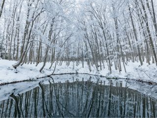 一度は見て見てみたい絶景10選♪冬の美人林