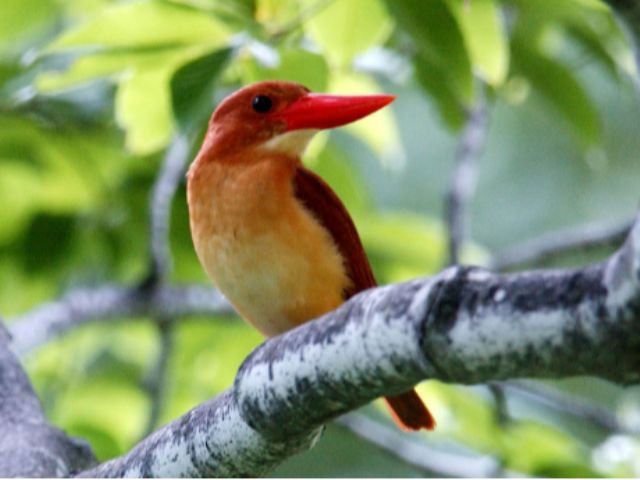 野鳥の宝庫である須山の森