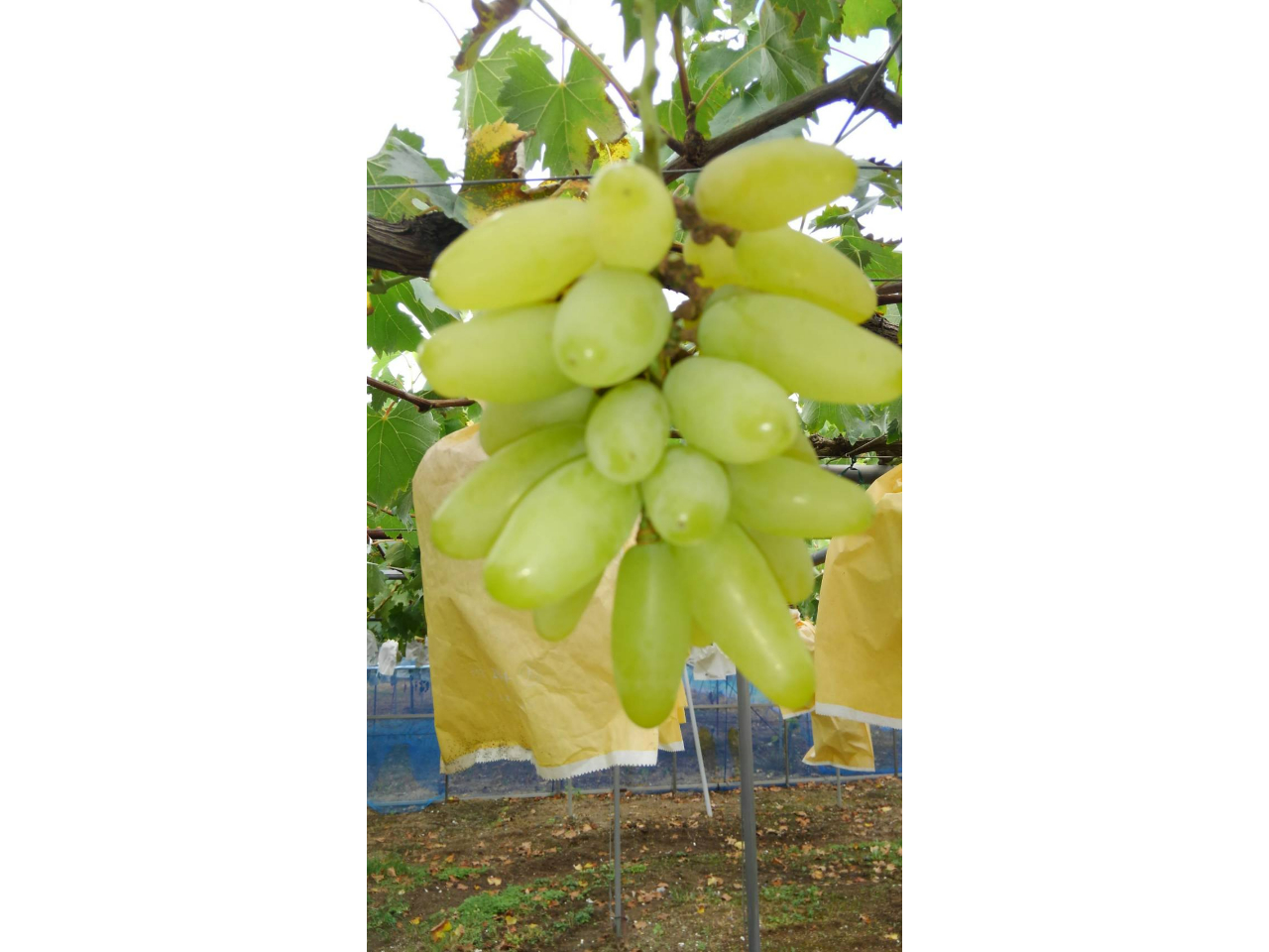 �S�[���h�t�B���K�[�I�炲�ƐH�ׂĂ�