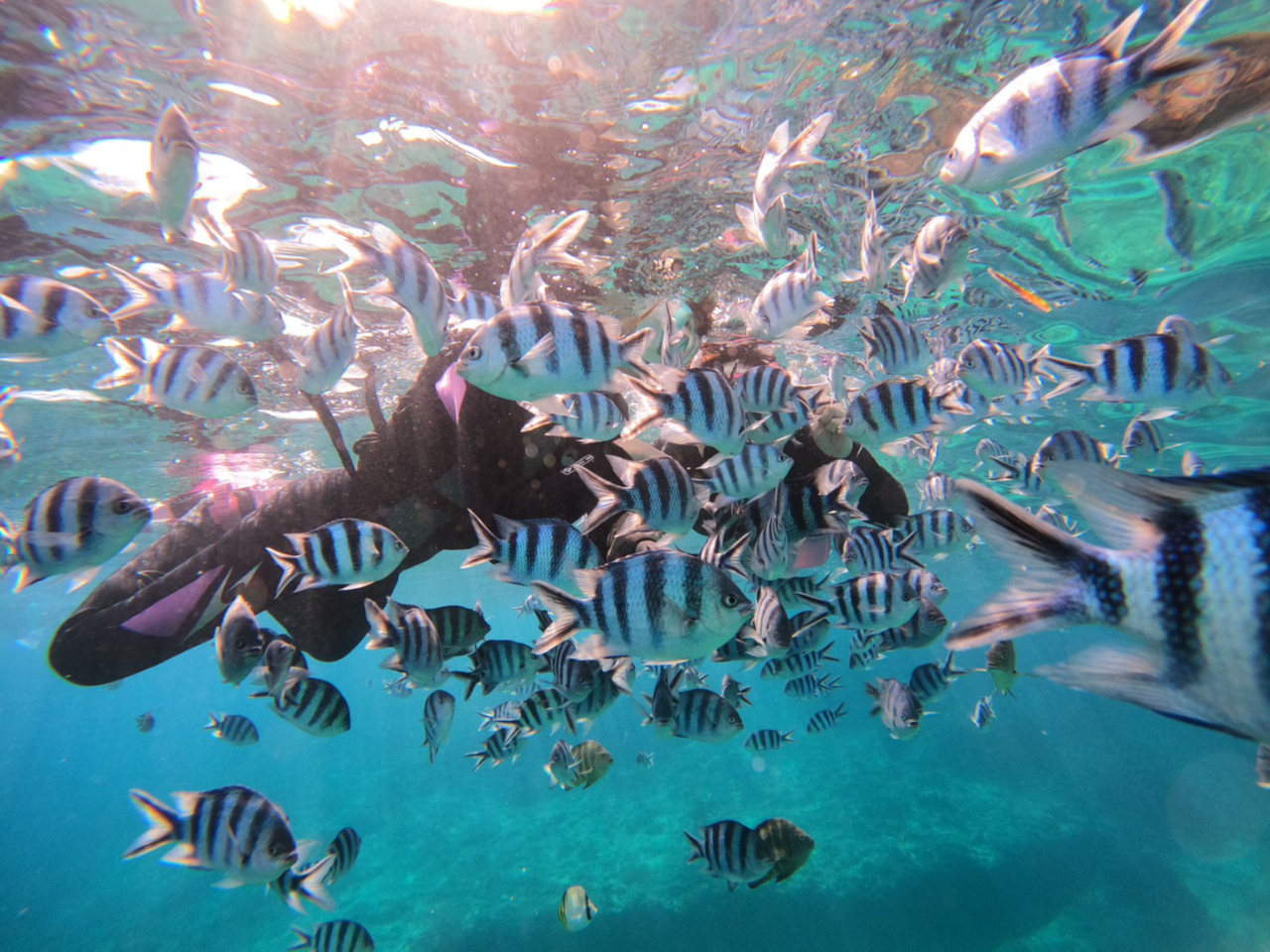 �����a�t���̗l�q