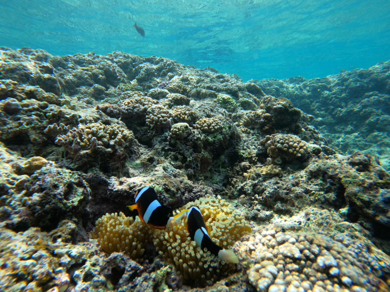 �N�}�m�~�ɂ��ł����邩���I�I