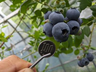 ハウス内の(ユーリカ)ブルーベリー大きな実が色付き出しました。