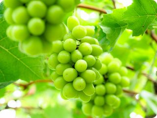 高級ぶどう「シャインマスカット」を30分間食べ放題! 種がなく、皮ごと食べられる手軽さから世界的に人気を博しているシャインマスカット。