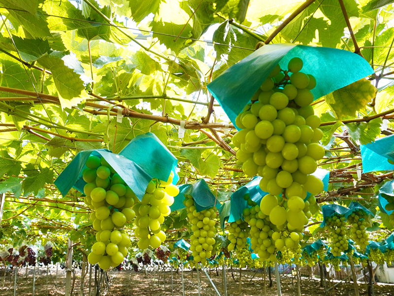 �V���C���}�X�J�b�g���