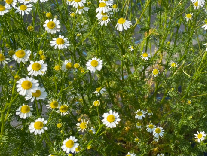 J~[@JԎ@T`V@񂲂̉Ԃ̂悤ȊÂ̂n[ułB